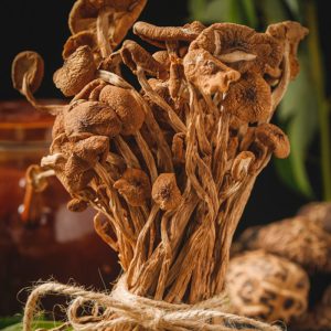 茶树菇